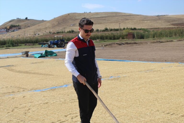 kizilirmakta-hasat-basladi-kaymakam-akcay-katildi-700-900-kilo-verim-bekleniyor-VaejfsxZ